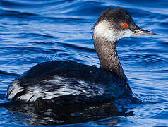 Black-necked Grebe