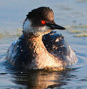 Black-necked Grebe