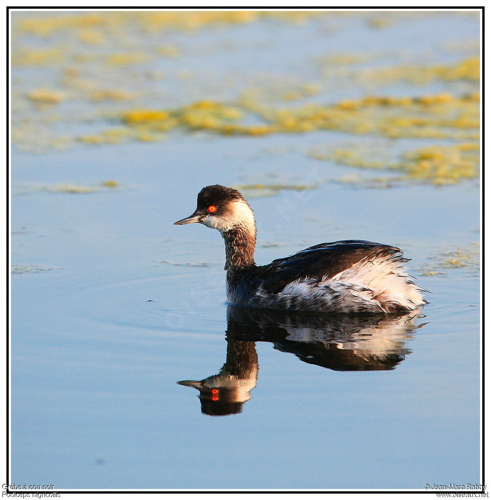 Grèbe à cou noir, identification