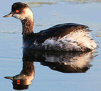 Black-necked Grebe