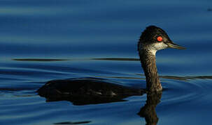 Black-necked Grebe