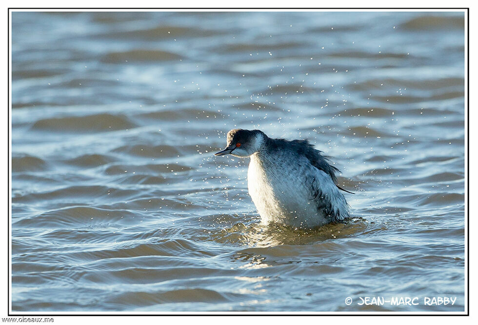 Black-necked Grebe, identification