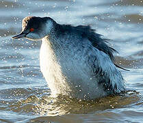 Black-necked Grebe