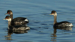 Black-necked Grebe