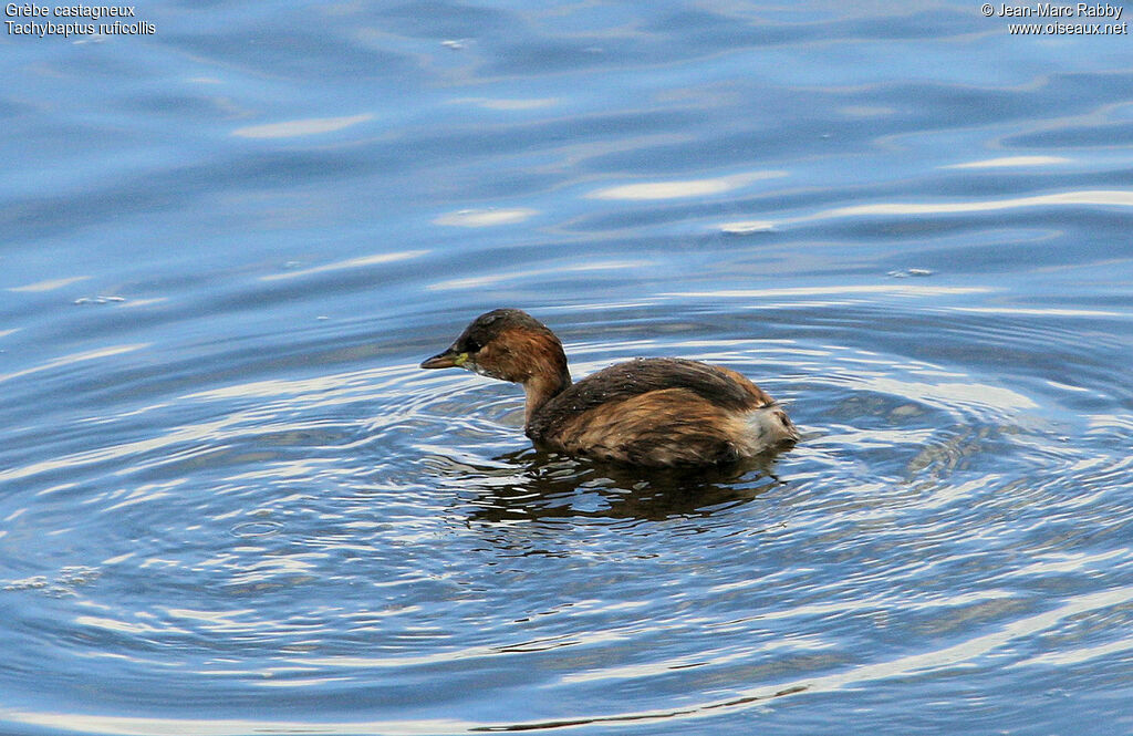 Little Grebe, identification