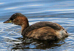 Little Grebe