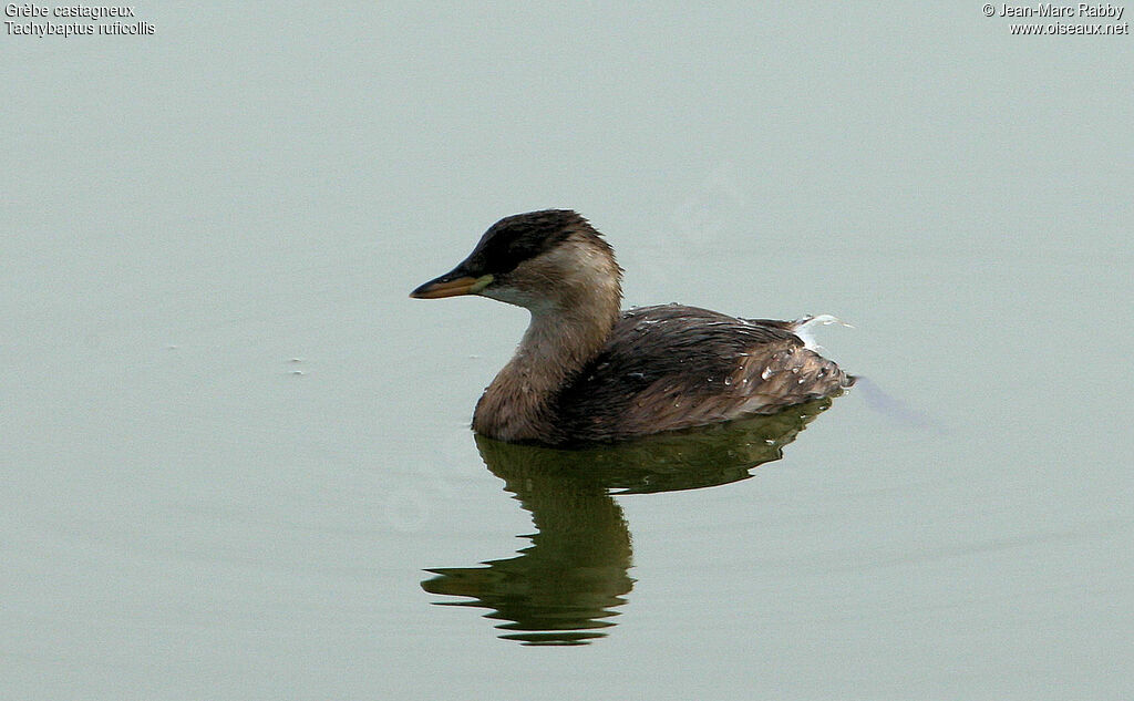 Grèbe castagneux, identification