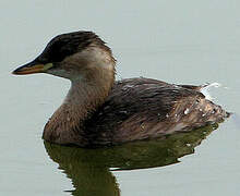 Little Grebe