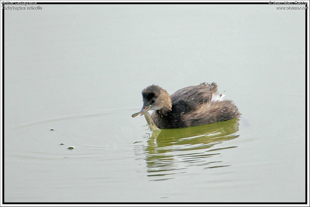 Little Grebe, identification