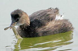 Little Grebe