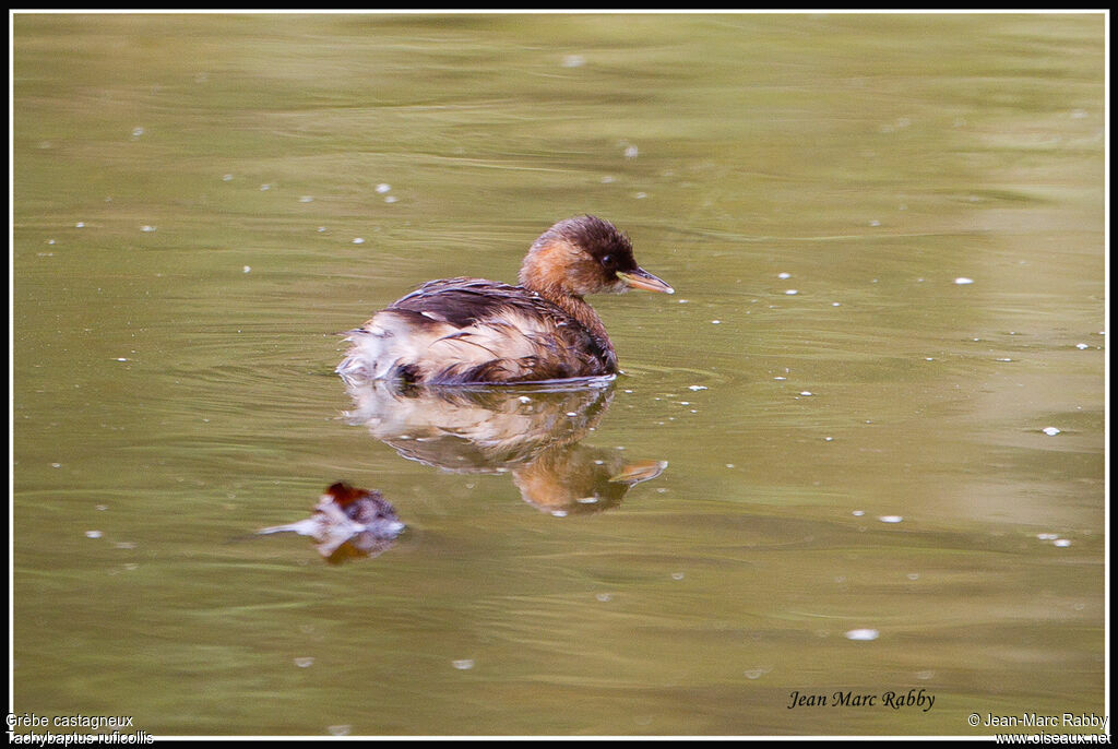 Little Grebe, identification