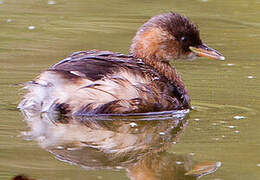 Little Grebe