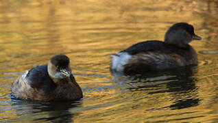 Little Grebe