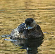 Little Grebe