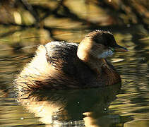 Little Grebe