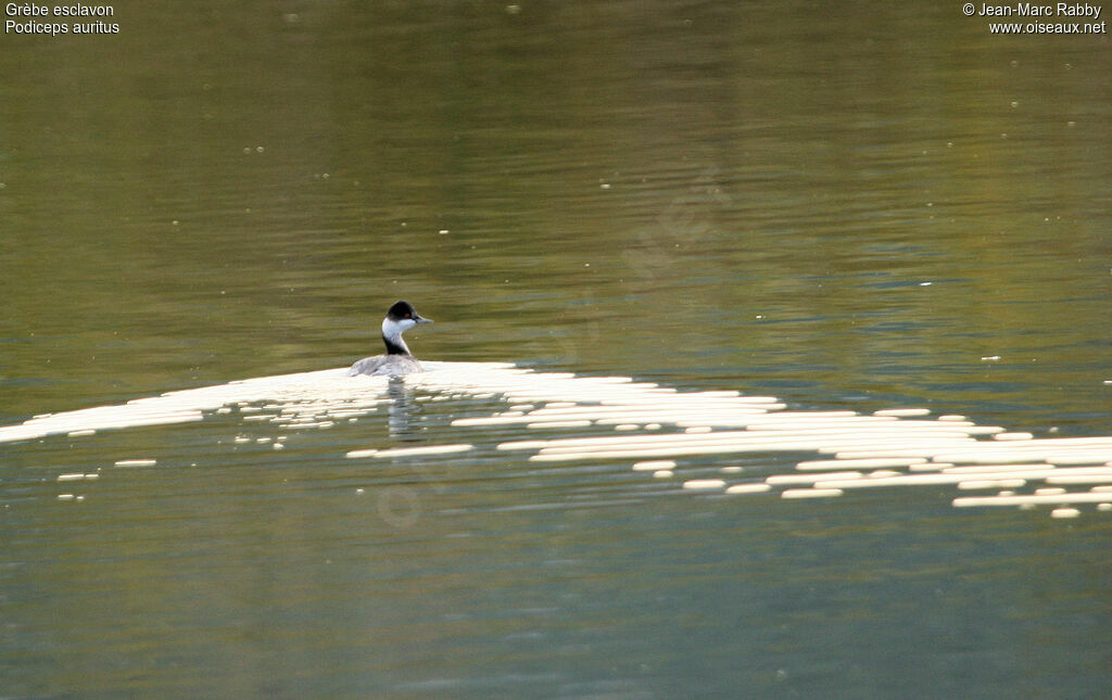 Horned Grebe