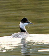 Horned Grebe