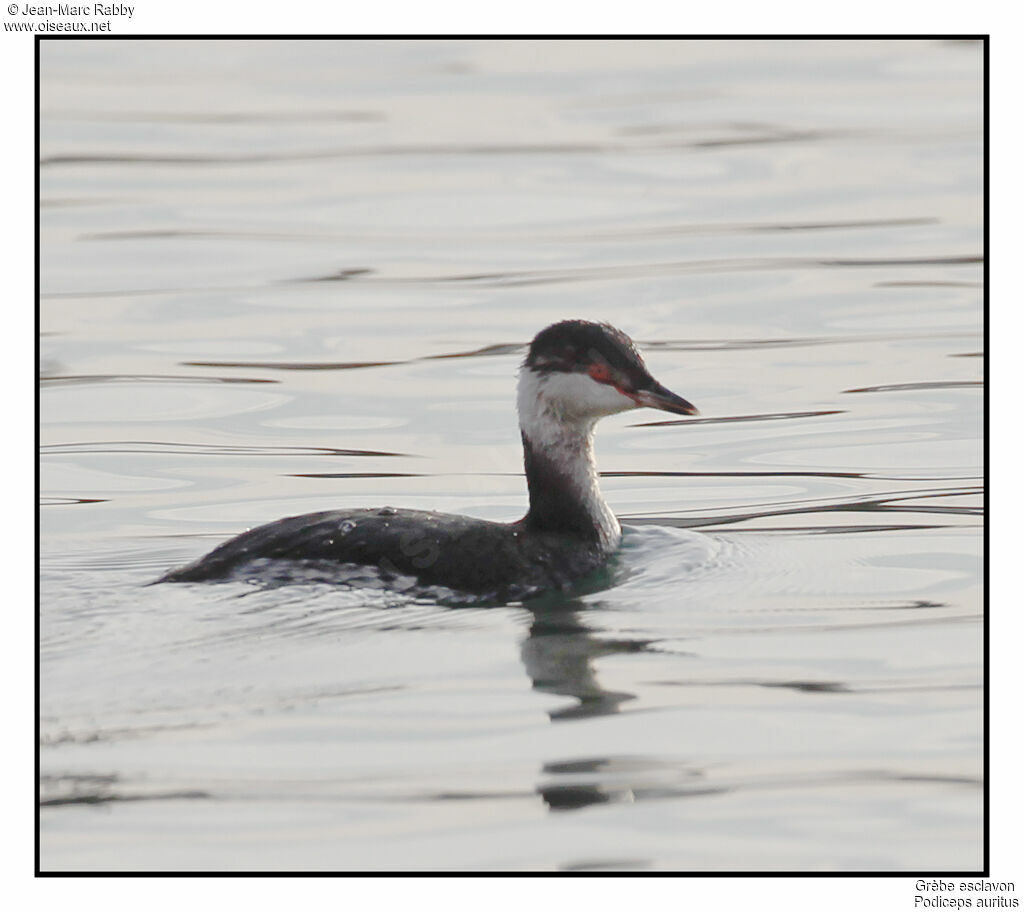 Grèbe esclavon, identification