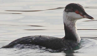 Horned Grebe