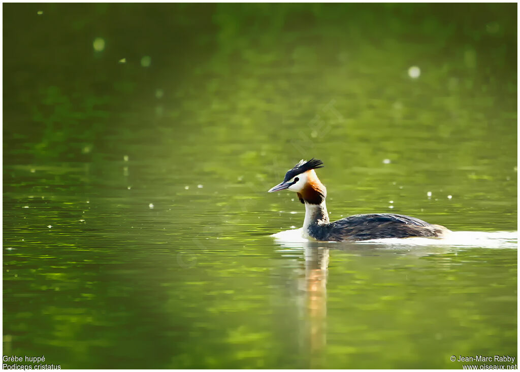 Great Crested Grebe, identification