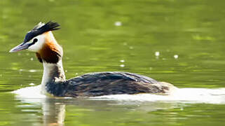 Great Crested Grebe