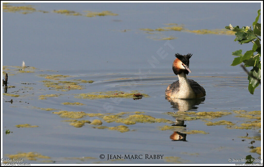 Great Crested Grebe, identification