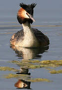 Great Crested Grebe