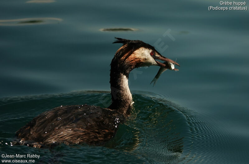 Great Crested Grebe, fishing/hunting
