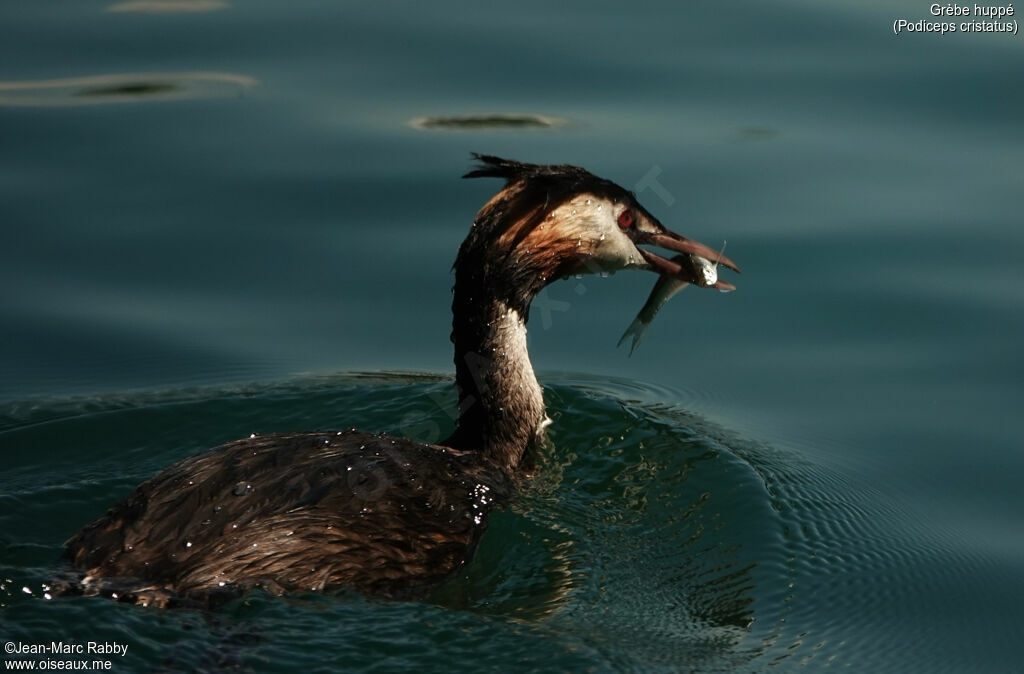 Grèbe huppé, pêche/chasse