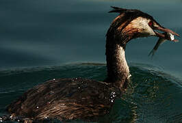 Great Crested Grebe