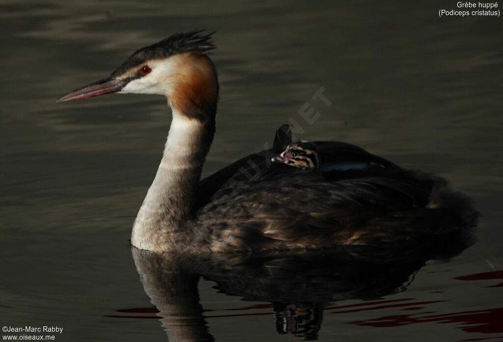 Great Crested Grebe