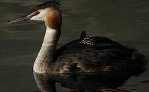 Great Crested Grebe