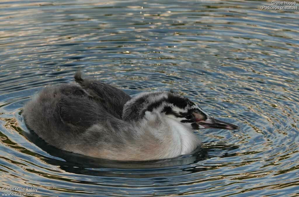 Grèbe huppéimmature