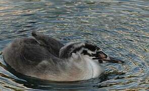 Great Crested Grebe