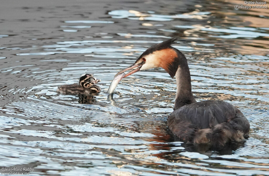 Great Crested Grebe