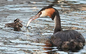 Great Crested Grebe