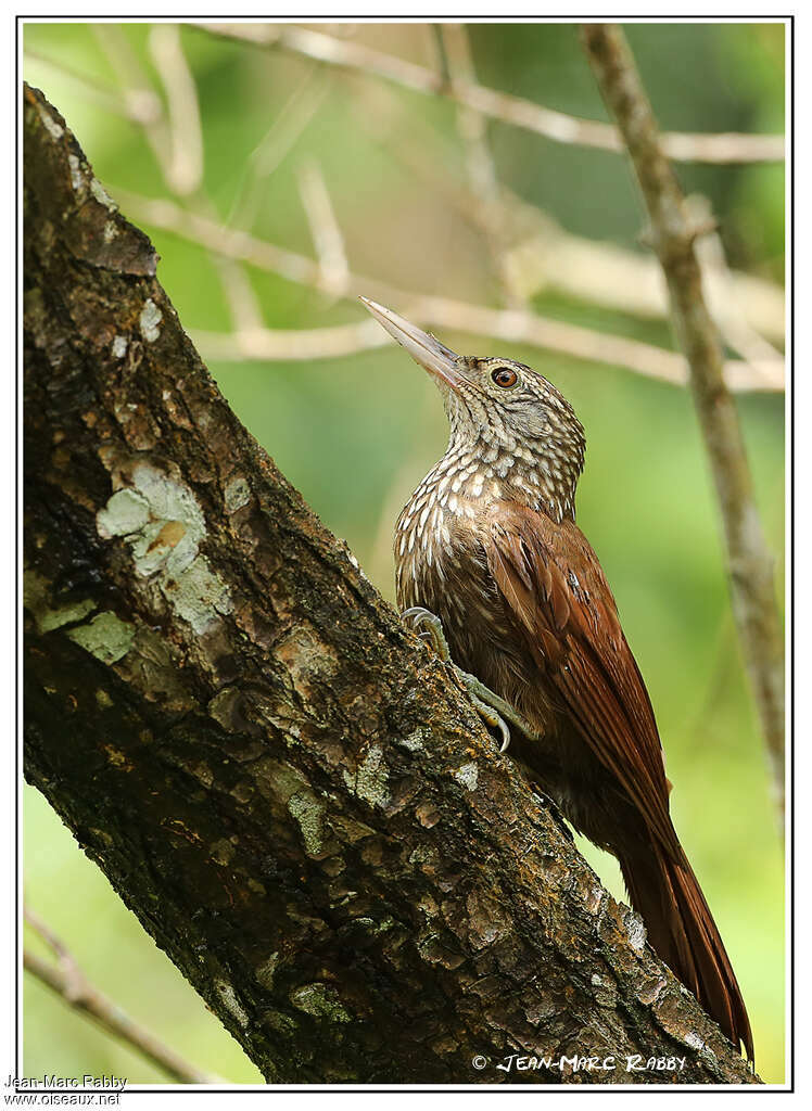 Straight-billed Woodcreeper, close-up portrait