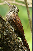 Straight-billed Woodcreeper