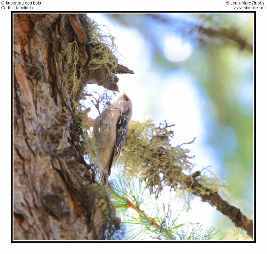 Eurasian Treecreeper, identification