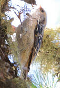 Eurasian Treecreeper