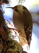 Eurasian Treecreeper