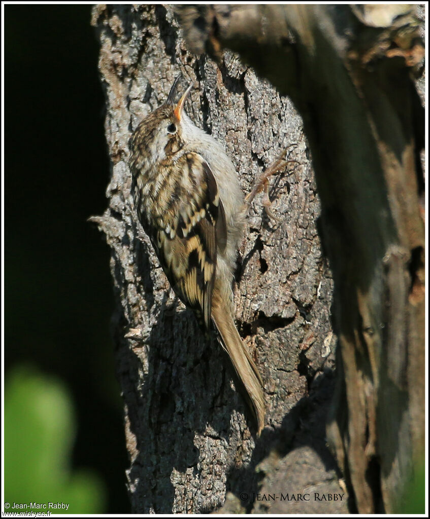 Short-toed Treecreeper, identification