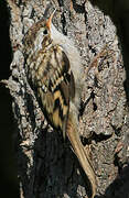 Short-toed Treecreeper