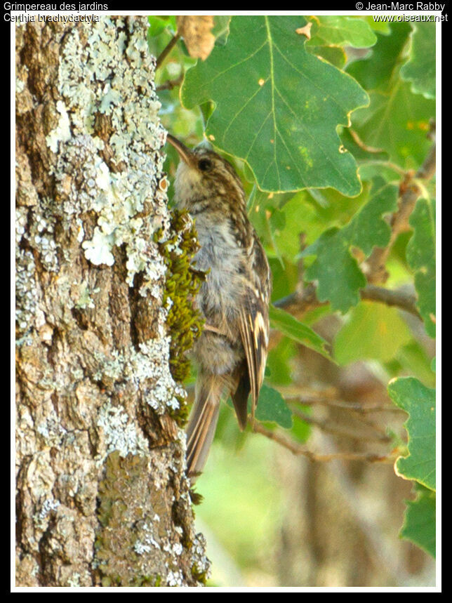 Grimpereau des jardins, identification