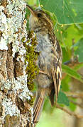 Short-toed Treecreeper