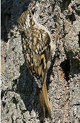 Short-toed Treecreeper