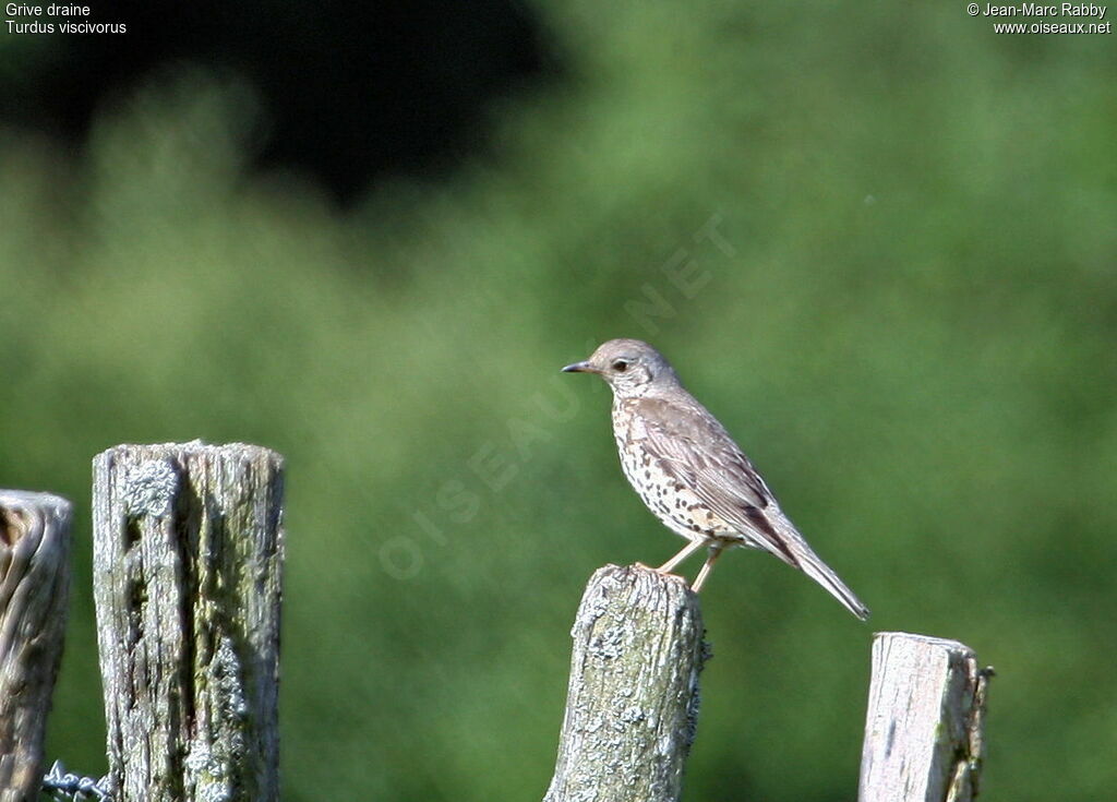 Mistle Thrush, identification