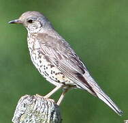 Mistle Thrush