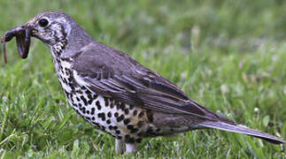 Mistle Thrush