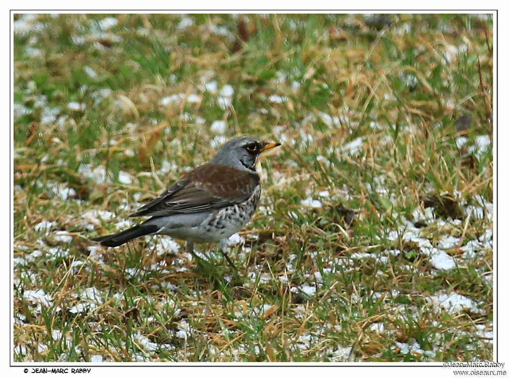 Fieldfare, identification